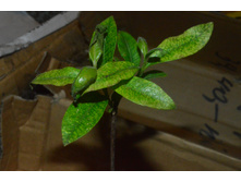 �������� ����, Backhousia citriodora,