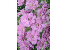 �� ���������� Sweethearts