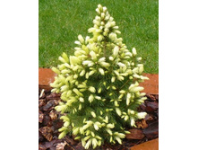 106,7���. ��� Picea glauca Daisys White.jpg