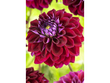 100,5���. �������� ����(�������� ���� �� 1 ��., ����������� ����� 1��.)���15.jpg