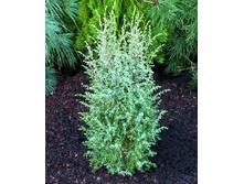 95,7���. ������������ Juniperus communis Hibernica.jpg