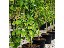 123,2���. ����� Ginkgo biloba.jpg