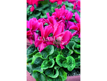 �������� ������ �������� 3�� 100.jpg