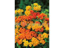 122���. �������� ��� ����������(�������� ���� �� 1 ��., ����������� ����� 1��.).jpg