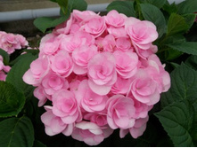 ���������  �������-265�