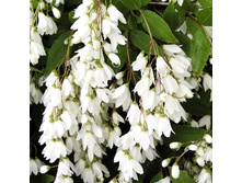 127���. ������ �����.jpg