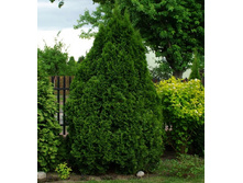 99���. ��� Thuja occidentalis Holmstrup.jpg