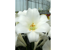 25,36���. ����� ������ �����(�������� ���� �� 7 ��., ����������� ����� 1��.)���16.jpg