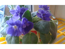 �� ���������.jpg