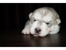 ������ №1 ( 14 ����) -���������