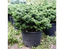 139,7���. ����� Abies balsamea Nana.jpg