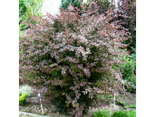 �������� ������� �����-145