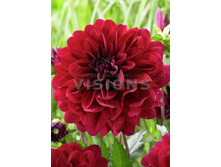 94���. �������� ����� �����(�������� ���� �� 1 ��., ����������� ����� 1��.)���16.jpg