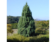 95,7���. ������������ Juniperus chinensis Stricta.jpg