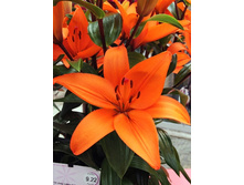 23,56���. ����� ����(�������� ���� �� 5 ��., ����������� ����� 1��.).jpg