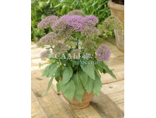 ��������� ������ ����� ������� 10�� 25.jpg