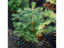 150,7���. ����� Abies concolor.jpg