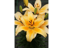 24,44���. ����� ������� ����(�������� ���� �� 5 ��., ����������� ����� 1��.)���16.jpg