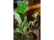 Citrus Medico variegata