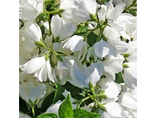 132���. �������� ��� ����.jpg