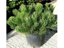 106,7���. ����� Pinus mugo mughus.jpg