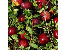 175���. ������ ������������� �������.jpg