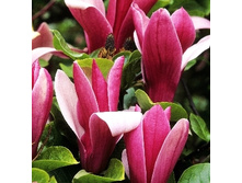 197���. �������� ������������ �����.jpg