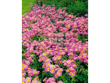 �������� ������� ��������� 0,1�� 8,5.jpg