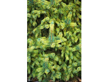172,7���. ��� Picea abies Gold Dust.jpg