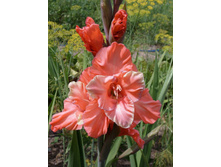 10 ��������� �������.jpg