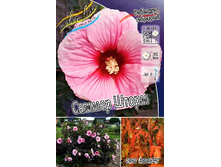 229,8���. �������� ��������� ������ ����� SUMMERIFIC-(�������� ���� �� 1 ��., ����������� ����� 1��.).jpg