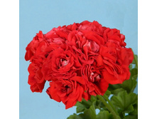 Johanna fr Sattraby (�.����)