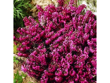 150���. ����� �������� �������� ����.jpg