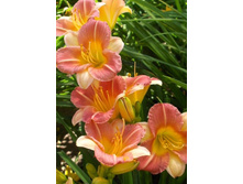 102,1���. �������� ��������� ����������(�������� ���� �� 1 ��., ����������� ����� 1��.)���16.jpg