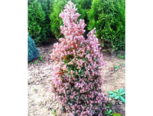101,2���. ����������� Chamaecyparis thyoides Red Star.jpg
