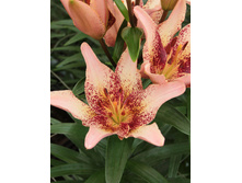 43,44���. ����� ����� ���(�������� ���� �� 5 ��., ����������� ����� 1��.)���16.jpg