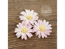 Gerbera-belo-rozovaya.jpg
