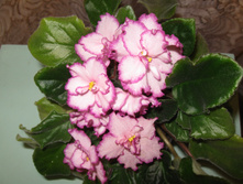 IMG 4554.JPG