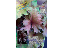 229,8���. ��������� ������ ���� ����(�������� ���� �� 1 ��., ����������� ����� 1��.).jpg