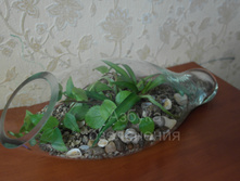 ���������� �����.jpg