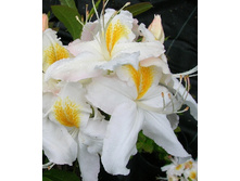 306���. ������ Knapp Hill ������ ��������.jpg