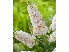 ������� ���� ���� 251�.jpg