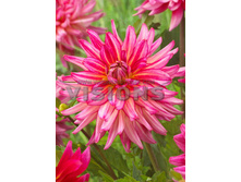 87,5���. �������� ����� �����(�������� ���� �� 1 ��., ����������� ����� 1��.)���16.jpg