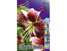 40,86���. ����� ����� ����(�������� ���� �� 5 ��., ����������� ����� 1��.).jpg