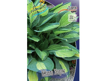 221,5���. ����� ���� ����(�������� ���� �� 1 ��., ����������� ����� 1��.).jpg