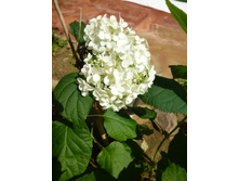 ����������� �������� 2015