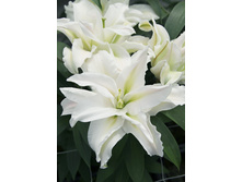 59���. ����� ROSELILY ����(�������� ���� �� 5 ��., ����������� ����� 1��.)���15.jpg