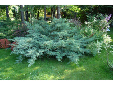 106,7���. ������������ Juniperus virginiana Hetz.jpg