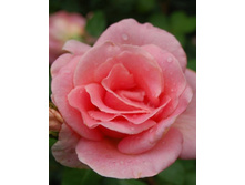 ������ ���� 220���. (����� �������� ��� 10��.).jpg