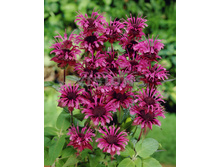 100,4���. ������� ������(�������� ���� �� 1 ��., ����������� ����� 1��.)���16.jpg